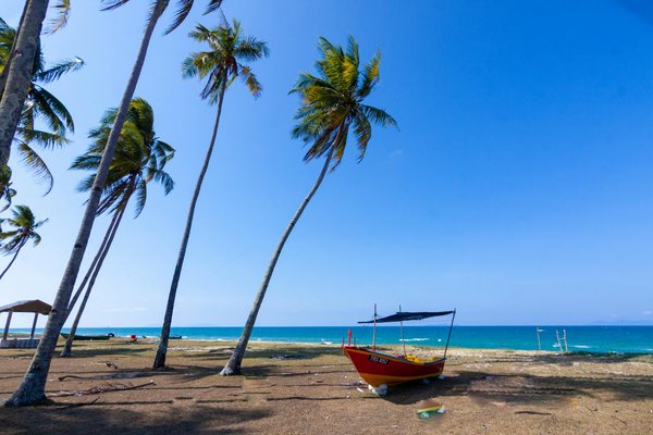 Vivez l'Aventure du Surf au Cœur des Landes depuis Votre Camping !